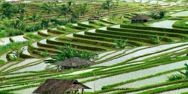 Subak, Harmonisasi Dan Warisan Budaya Dari Tanah Dewata